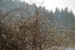 Rosenbuske i motljus