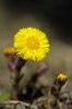 Tussilago Sandemar 2011-04-10