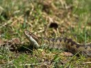 Huggorm-Sandemar 2011-04-24