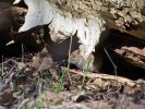 Sandemar 2011-04-23