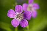 Midsommarblomster-1