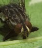 Fluga2