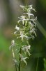 Nattviol