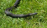 Huggorm_20110624