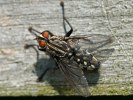 Fluga