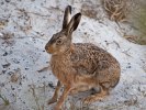 Öl111021_Hare_Öland