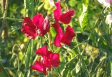 Blommor