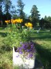 Tagetes