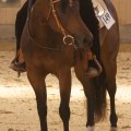 DSZ Dont Skip N Joyfully - Swedish National 2010 - Guld i Jr. Trail & Jr. Pleasure