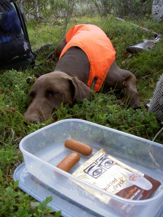 Trött ung Iver på fjälljakt. Inte ens korv frestar...