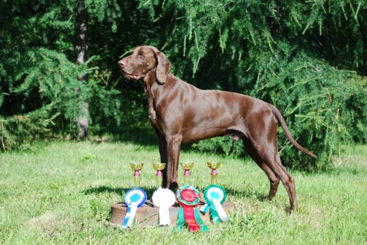 Till slut ramlade championaten in SJCH, SUCH, FiUCH, S(dr)CH.