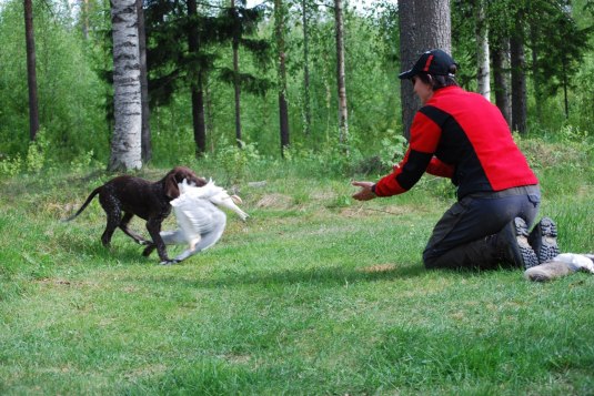 Lynx gillade tidigt apportträningen...