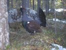 SPELTJÄDER