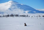 Jagr på vinterfjället