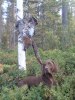 Iver pustar ut i blåbärsriset