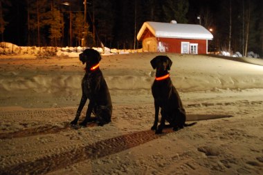 Självlysande halsband är inte fel.