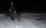 Lynx tränar med pulka