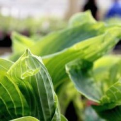 hosta