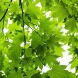acer japonica 2