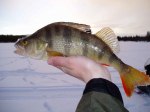 Narkausjärvi