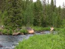 Fiske i Vettasjoki