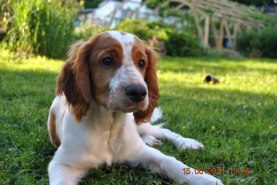 Welsh Springerspaniel