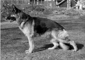 Lido zur Wolfskammer                           e. Reza v Haus Beck  u. Inka v Gründel