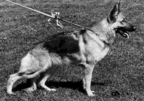 Queenlands Minou                                                                                                                              e. Lido z Wolfskammer  u. Queenlands Erschi