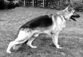 Zorro v d Teufelskanzel           e. Heiko Loher Stein  u. Laika Di Val Sole