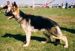 Cimarosas Bärbel                                            e. Lido z Wolfskammer  u. Quennlands Ixe