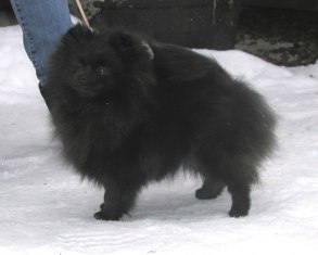 Cimarosas Black Magic Woman  Äg. Uppf  o Metta Sakula