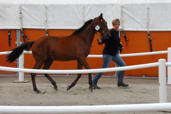 Ritz Dimond 1år
