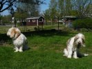 lukas och charlie 016