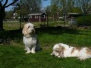 lukas och charlie 018