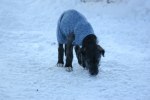 Dimma möter snön!