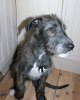 Jag har inte gjort nåt