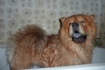 100528 018 Baloo i badkaret brm