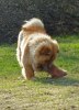 100509 059 Sunnamboll2 brm