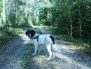I svampskogen1