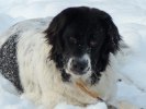 Baby i snö med pinne-r