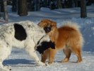 Baby o Baloo i närkamp b