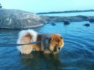 I havet 2