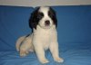 110807 Tik 2, 6 v 016 brm