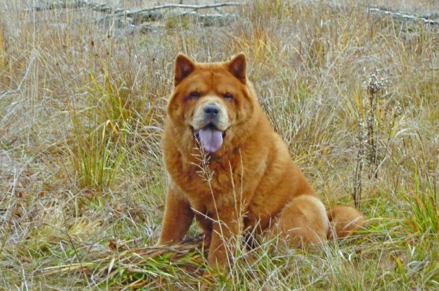 Rosie måste pausa lite - det är jobbigt att rusa omkring i de uppländska skogarna!