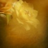 _70F3399_2