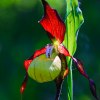 Guckusko (Cypripedium calceolus)