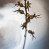 Spindelblomster (Listera cordata)