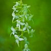 Nattviol (Platanthera bifolia)