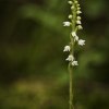 Knärot (Goodyera repens)
