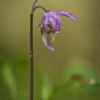 _Norna (Calypso bulbosa)